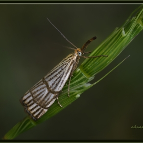 Uzunburunlu &ccedil;izgili &ccedil;im g&uuml;vesi...