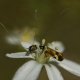 Uzunantenli metalik g&uuml;ve - Nemophora fasciella