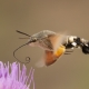 Atmaca G&uuml;vesi - Macroglossum stellatarum