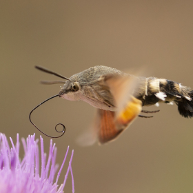Atmaca G&uuml;vesi - Macroglossum stellatarum