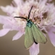 Blue Forester moth - Procris apicalis
