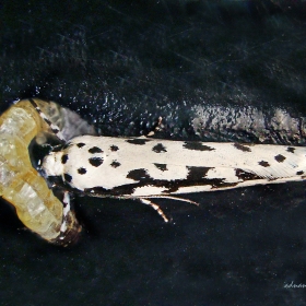 K&uuml;&ccedil;&uuml;k etmi g&uuml;vesi - Ethmia pus...