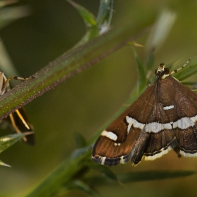 Crambidae Fam. Pancar tırtıl g...
