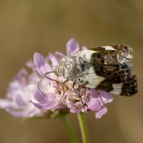 Solgun Omuz G&uuml;vesi - Acontia l...