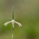 Telekli g&uuml;ve - Pterophorus pentadactylus - White Plume Moth