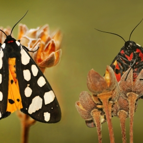 Bağ &Ccedil;adırtırtılı - Arctia Vill...