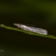 Yaldızlı &ccedil;im g&uuml;vesi - Crambus uliginosellus - Marsh Grass-veneer 