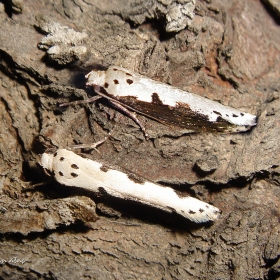 &Ccedil;ift noktalı etmi g&uuml;vesi - Eth...