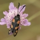 Altı Benekli G&uuml;ve - Six-spot Burnet - Zygaena filipendulae