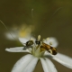 Uzunantenli metalik g&uuml;ve - Nemophora fasciella