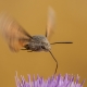 Atmaca G&uuml;vesi - Macroglossum stellatarum