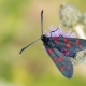 Altı Benekli G&uuml;ve - Six-spot Burnet - Zygaena filipendulae