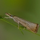 Noktalı &ccedil;im g&uuml;vesi-Agriphila straminella, Crambus des chaumes