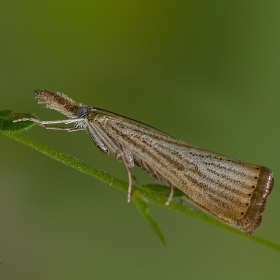 Noktalı &ccedil;im g&uuml;vesi-Agriphila s...