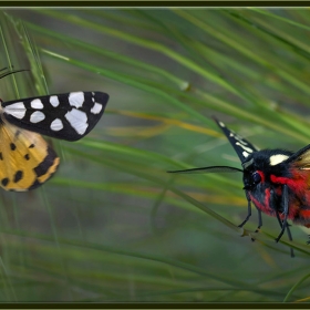 Krem Benekli Kaplan G&uuml;vesi - Arctia Villica - Cream Spot Tiger