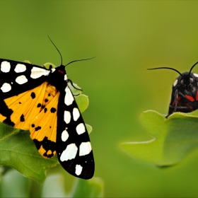 Bağ &Ccedil;adırtırtılı - Arctia Vill...