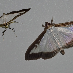 Sedefli şimşir g&uuml;vesi - Cydali...