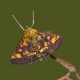 Nane g&uuml;vesi - Pyrausta aurata, Mint moth, Small purple and gold moth