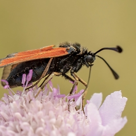 G&uuml;zel Alev G&uuml;vesi - Mesembrynu...